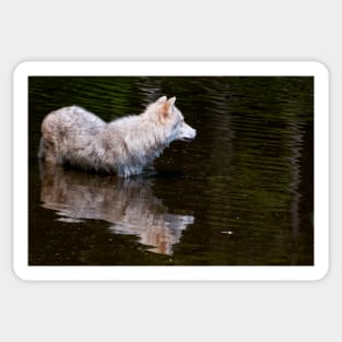 Arctic Wolf In Pond Sticker